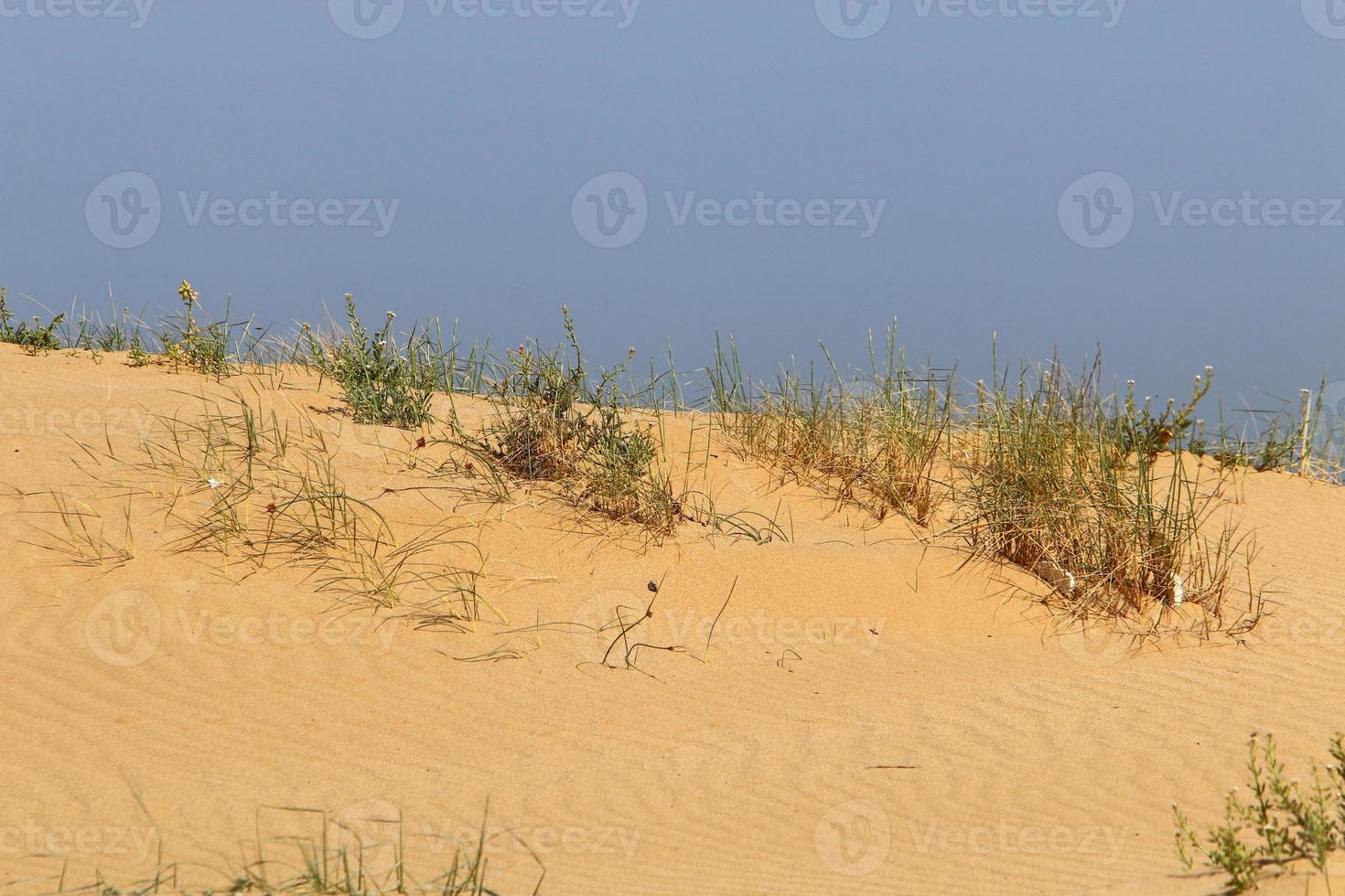 verde impianti e fiori crescere su il sabbia nel il deserto. foto