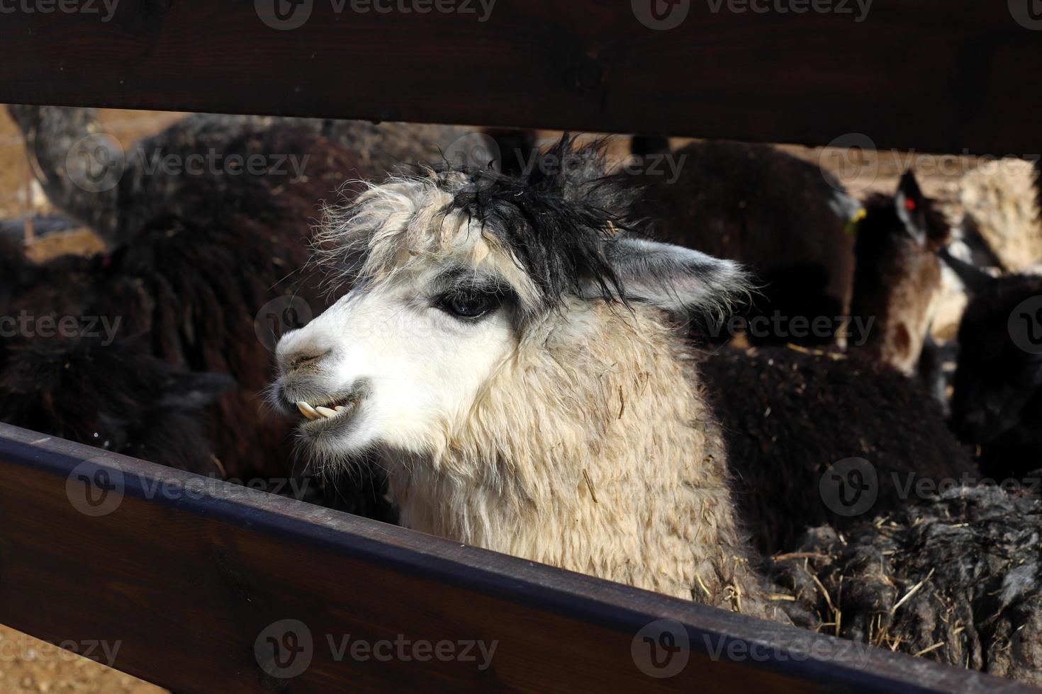 alpaca su un' azienda agricola nel il negev deserto. foto