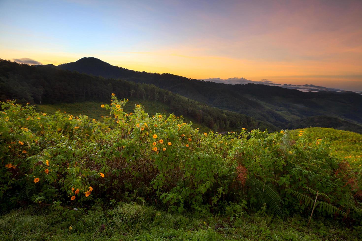 alba del paesaggio, erbaccia di girasole messicana foto