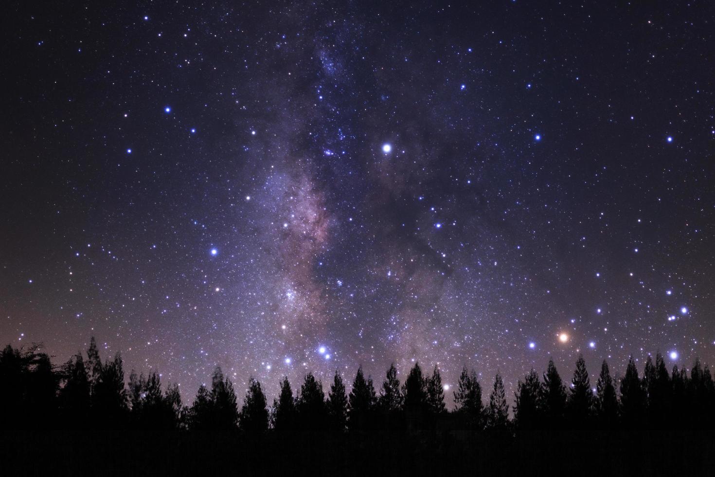 bellissimo via Lattea e silhouette di pino albero su un' notte cielo prima Alba. foto
