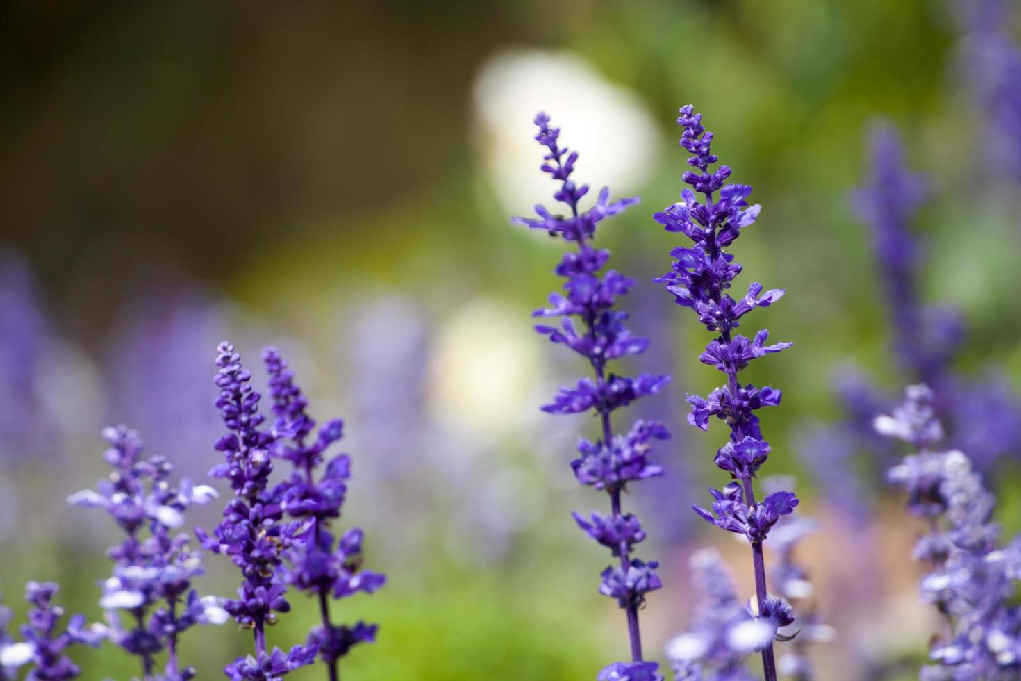 fiori di lavanda, primo piano, messa a fuoco selettiva foto