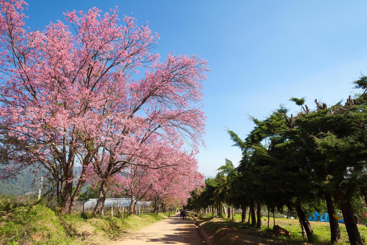 sentiero dei fiori di ciliegio a khun wang chiangmai, tailandia. foto