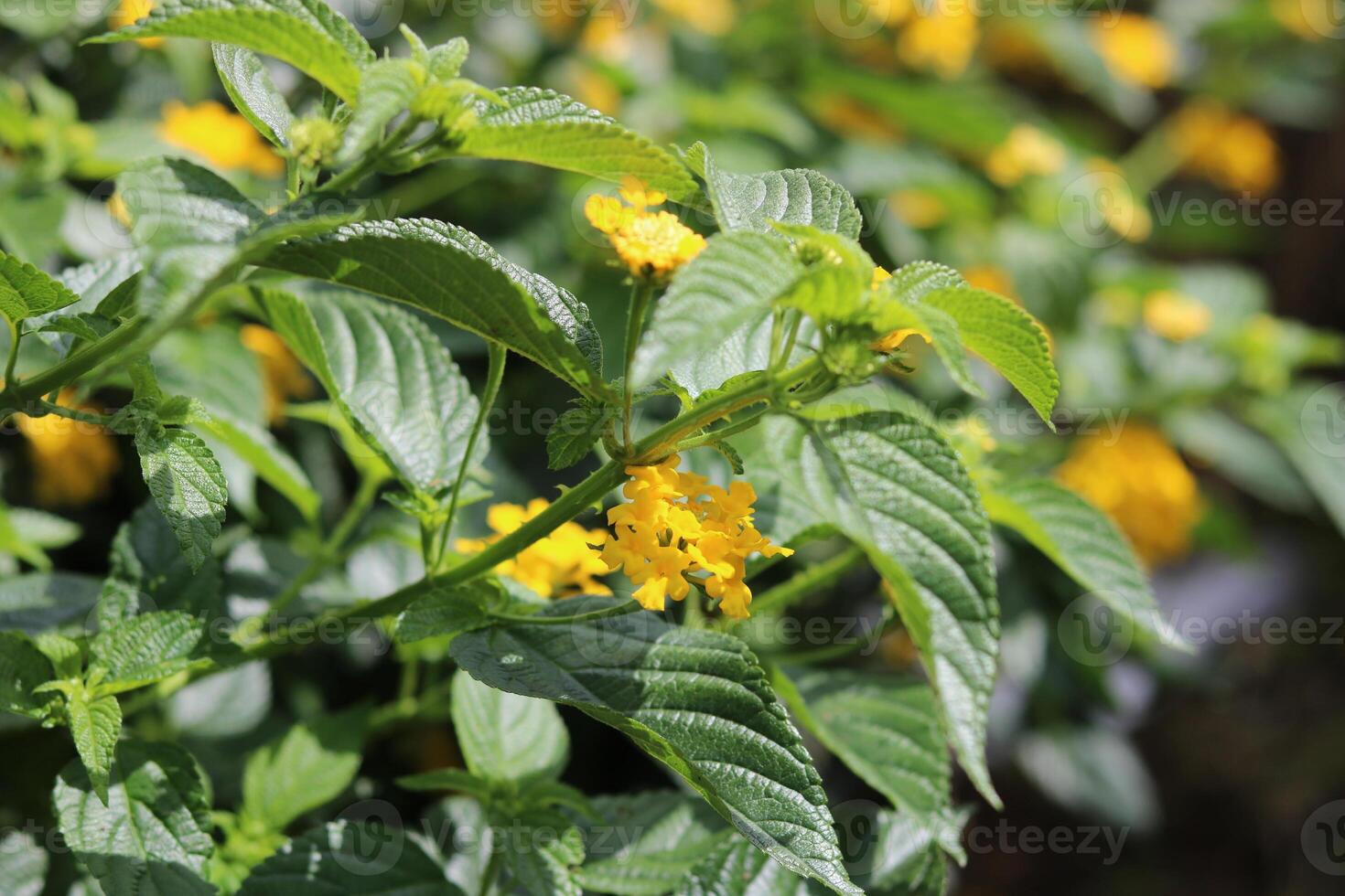 ovest indiano lantana, colorato lantana camara nel giallo colore. floreale naturale sfondo foto