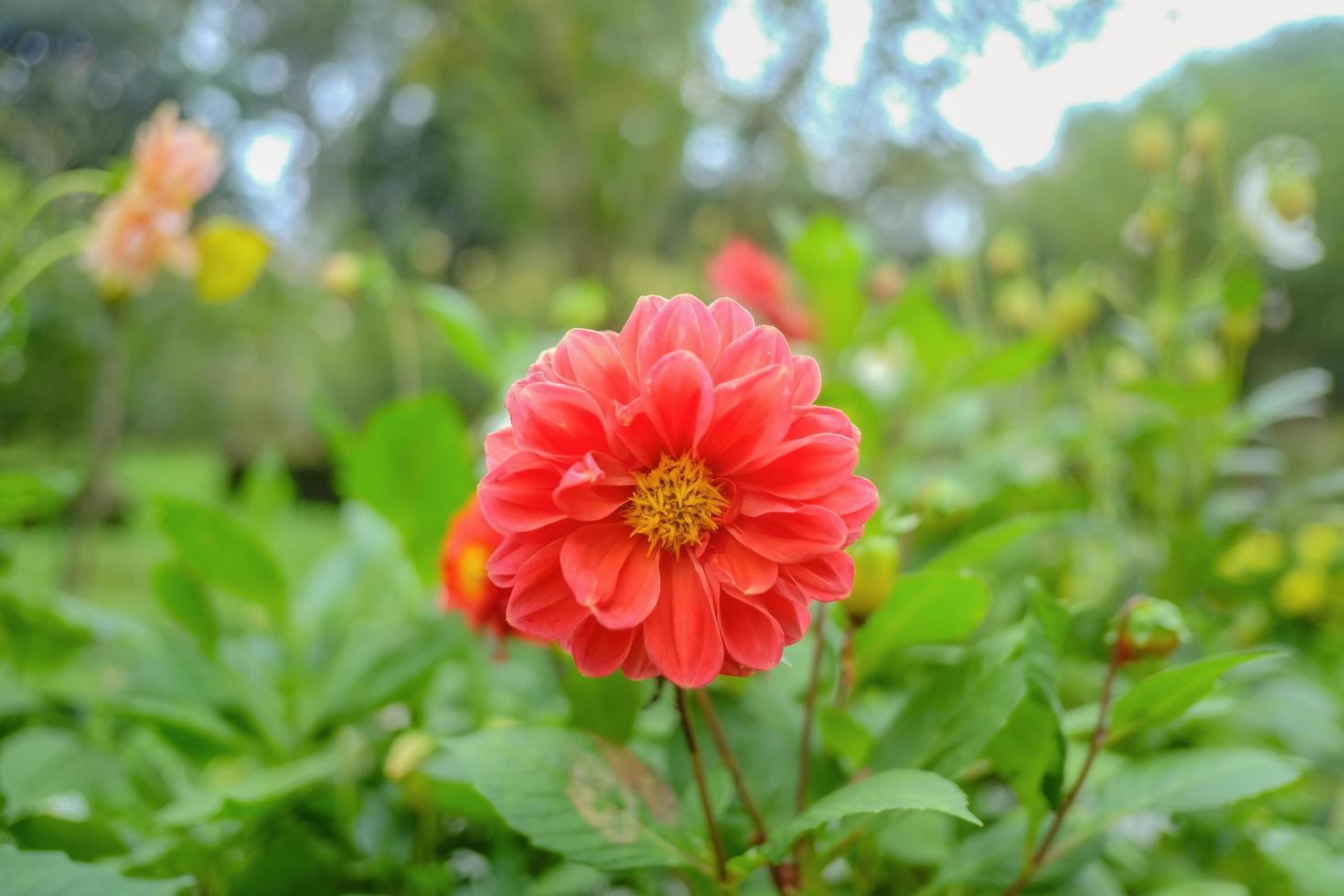 vicino su dalia corallo rosso nel il parco foto