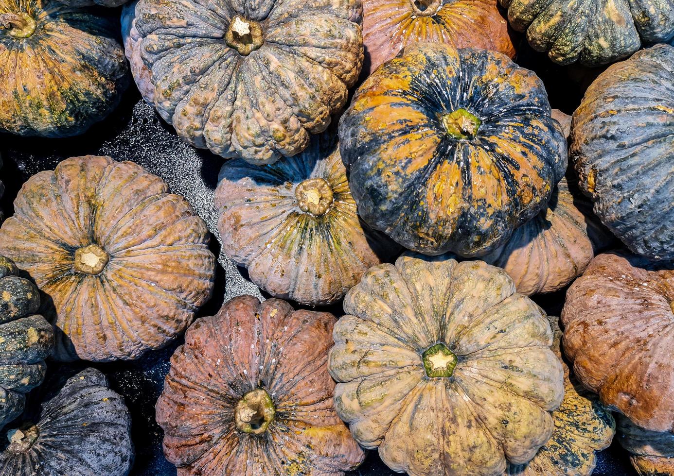 fresco zucche su un' cestino a supermercato. foto