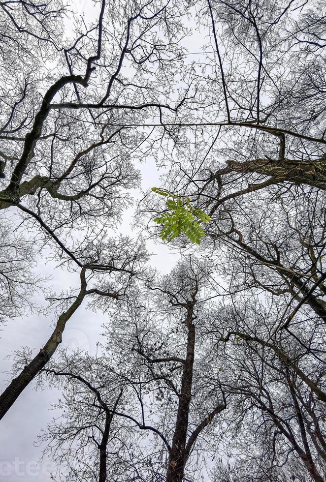 alto alberi nel il foresta senza foglie, visto a partire dal il parte inferiore su verde punto foto