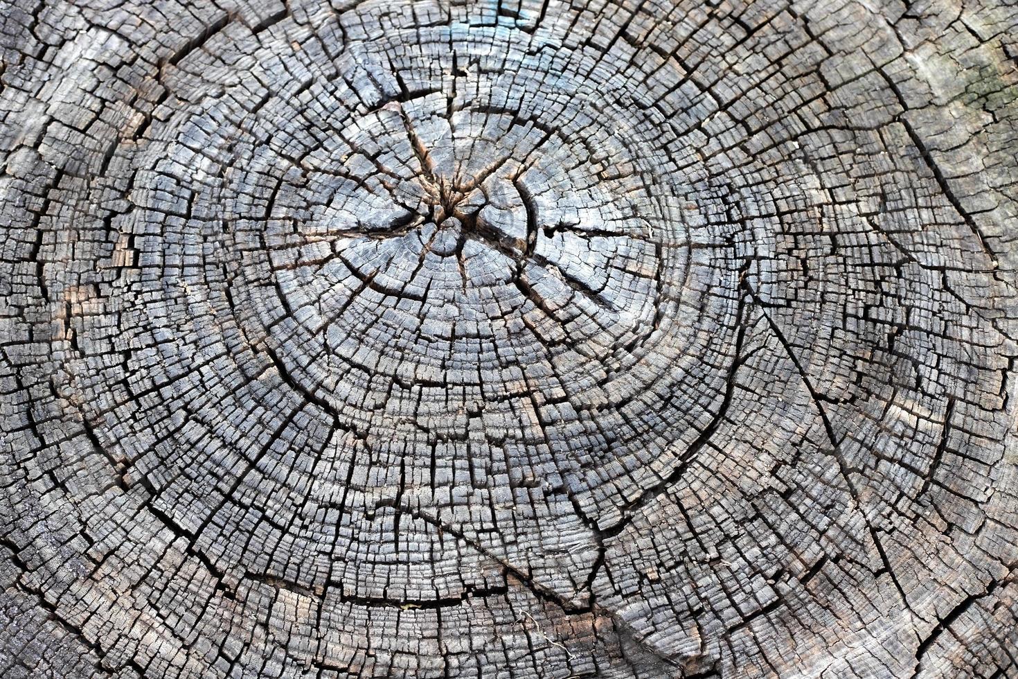 legna struttura sfondo. avvicinamento di un vecchio tagliare albero tronco con crepe e annuale anelli. foto