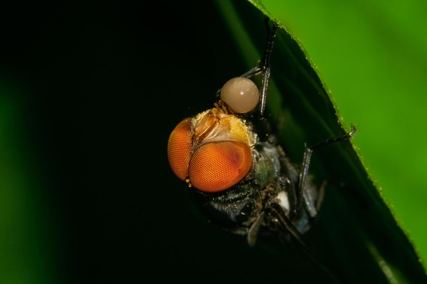 avvicinamento foto di mosche, sfocato sfondo