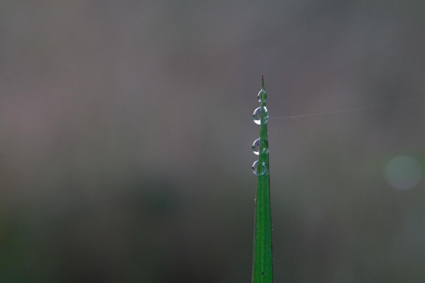 avvicinamento foto di mattina rugiada su foglie, naturale acqua gocce per sfondo