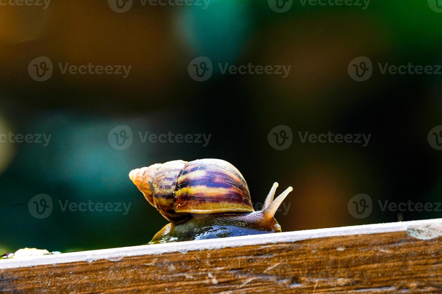 vicino su poco Marrone lumaca è lentamente in movimento su il di legno piatto foto