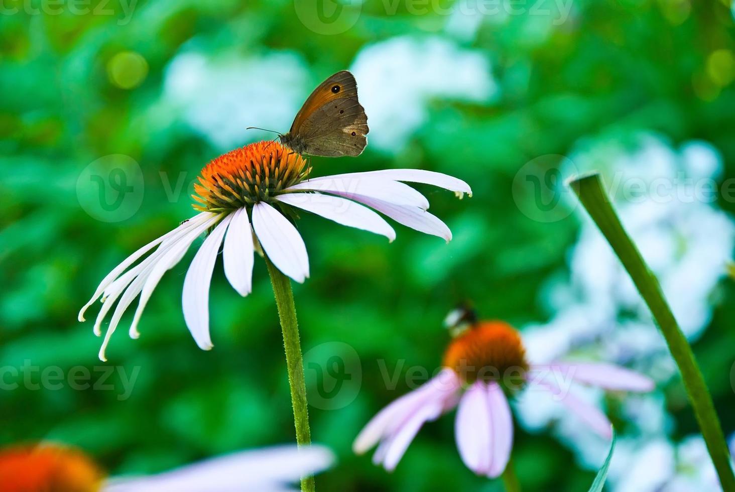 farfalla su un coneflower foto