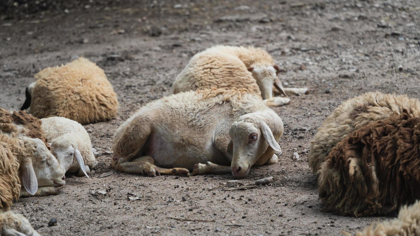 gruppo di bianca pecora addormentato nel il gabbia nel il Locale azienda agricola zoo con selettivo concentrarsi.a razza di domestico pecora a partire dal il chiang Mai zoo nel Tailandia. foto