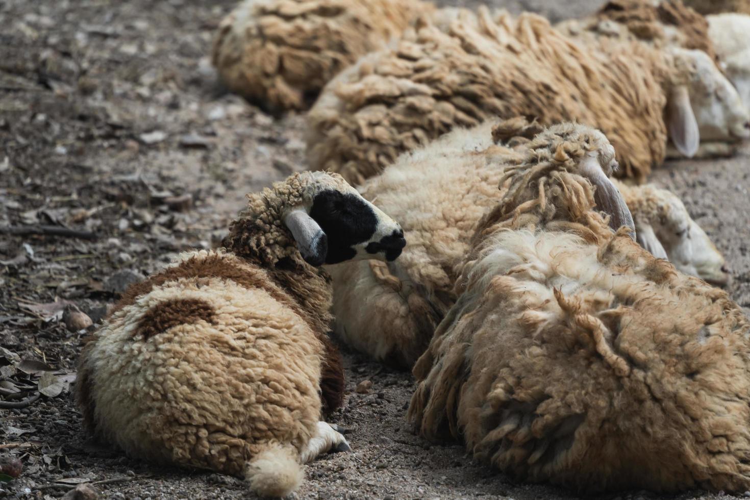 gruppo di bianca pecora addormentato nel il gabbia nel il Locale azienda agricola zoo con selettivo concentrarsi.a razza di domestico pecora a partire dal il chiang Mai zoo nel Tailandia. foto