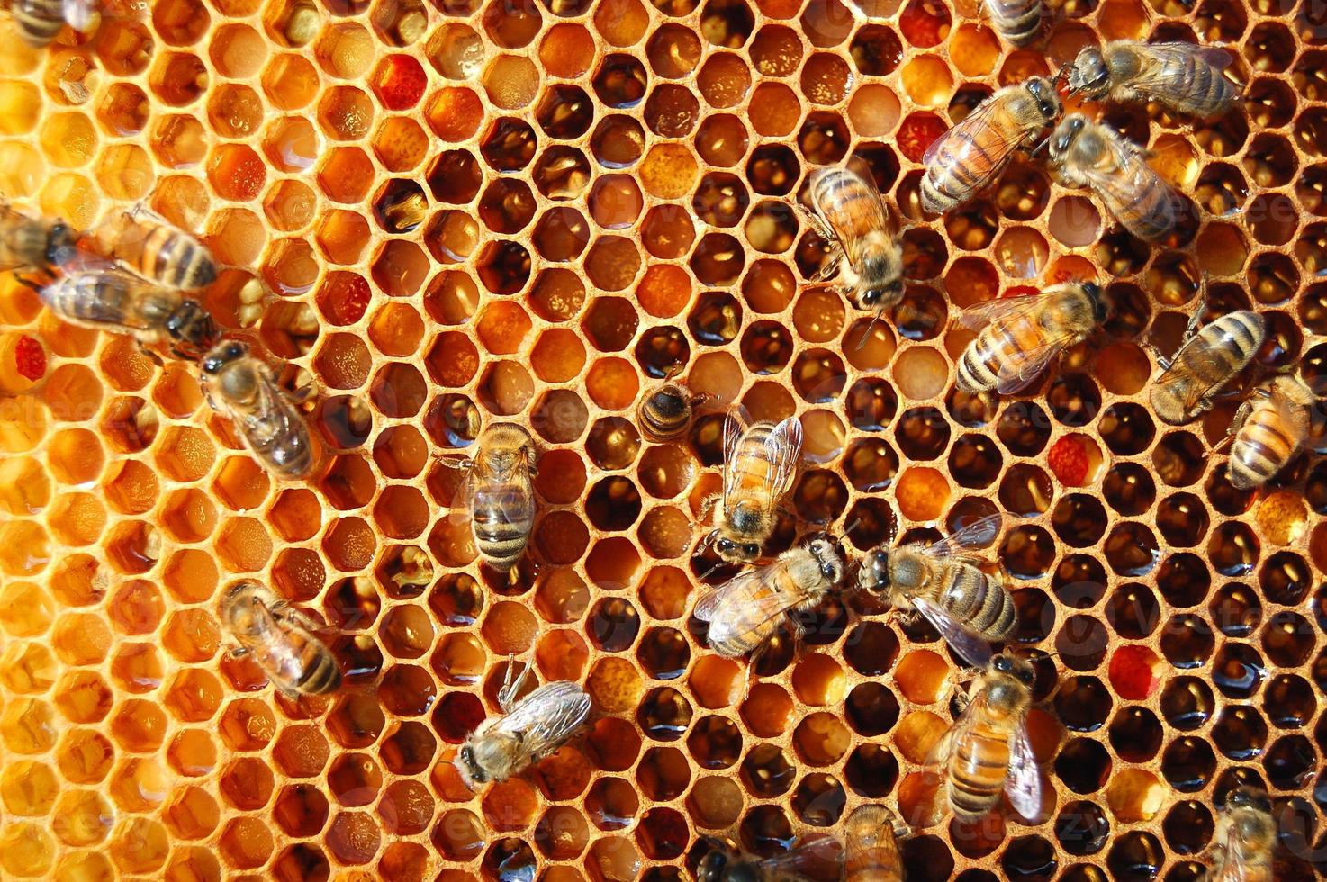api laboriose a nido d'ape in apiario foto