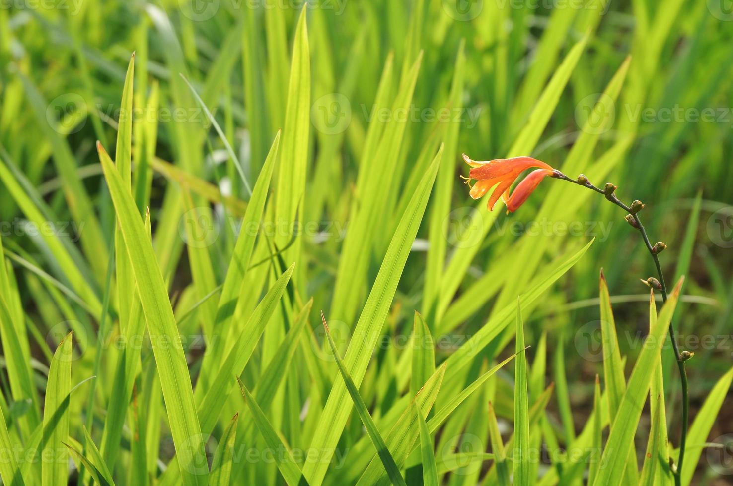 bellissimo arancia fiore e prato verde erbe foto