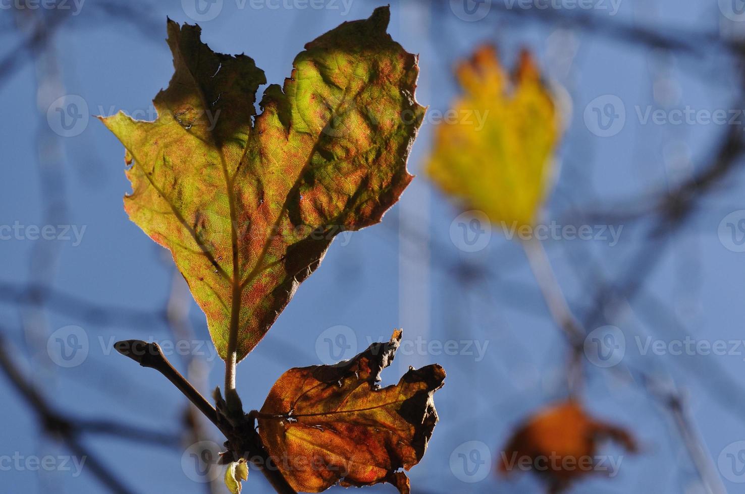 d'oro acero le foglie e blu cielo nel autunno foto