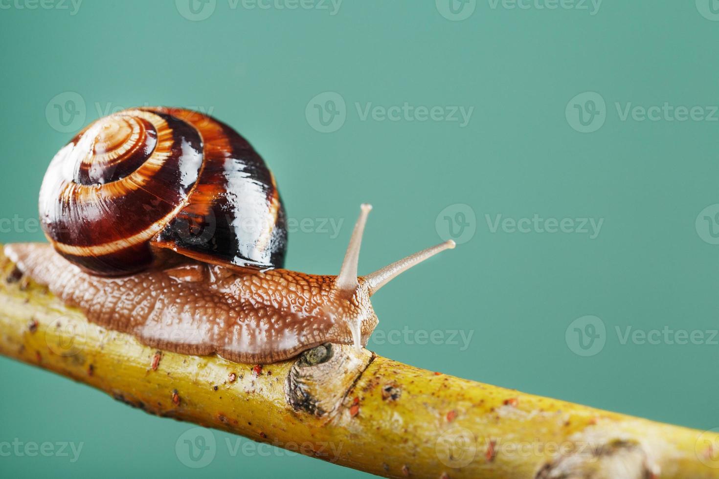 un' grande lumaca con corna e un' Marrone conchiglia striscia lungo un' ramo su un' verde sfondo foto