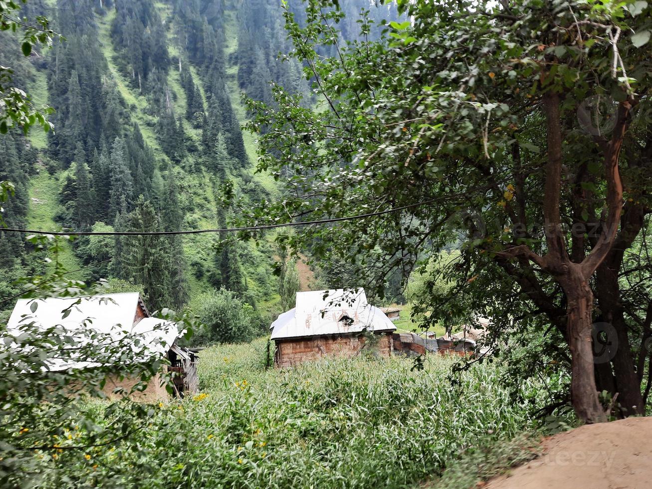 kashmir è il maggior parte bellissimo regione nel il mondo quale è famoso per suo verde valli, bellissimo alberi, alto montagne e fluente molle. foto