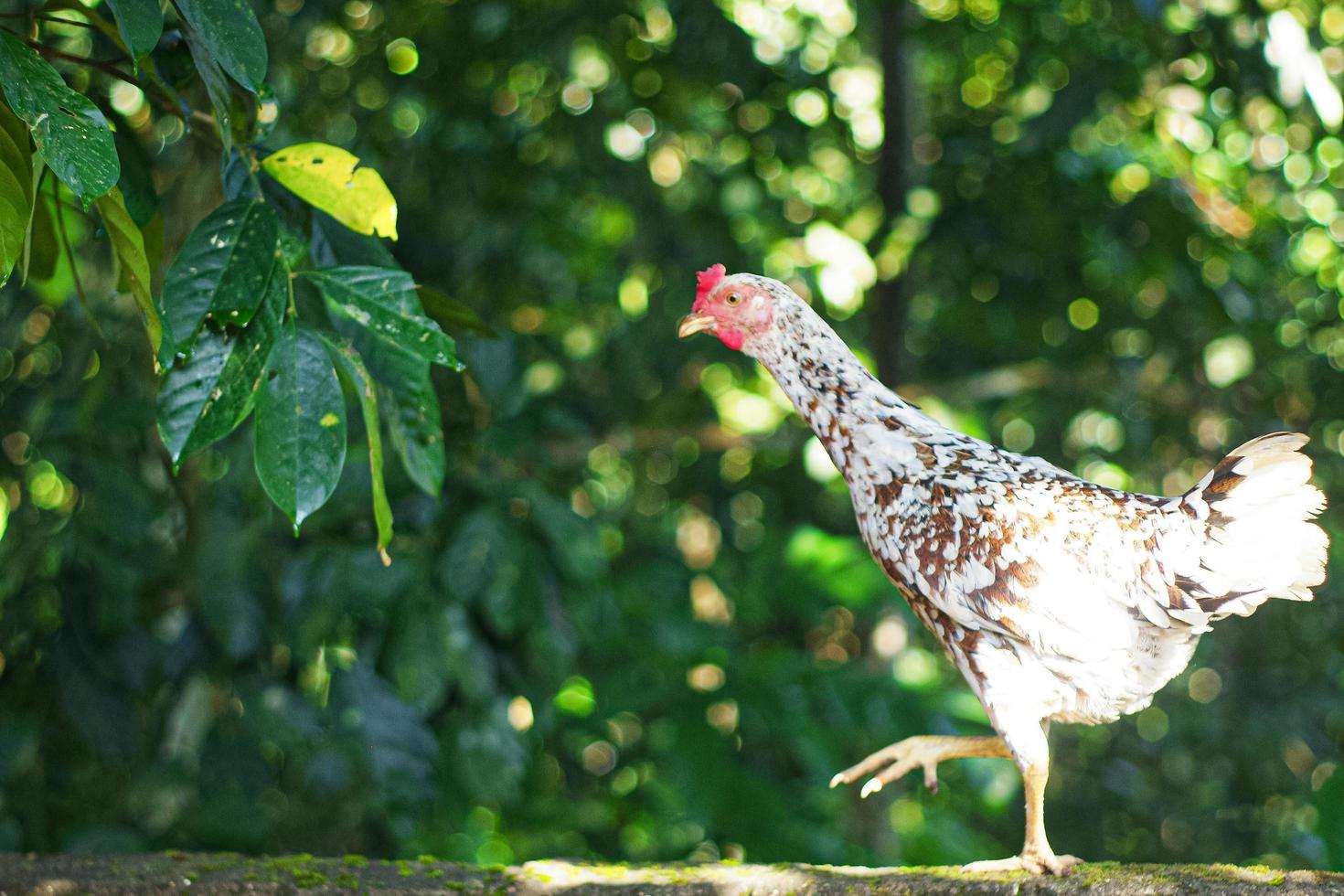 chiken con natura sfondo, selettivo messa a fuoco foto