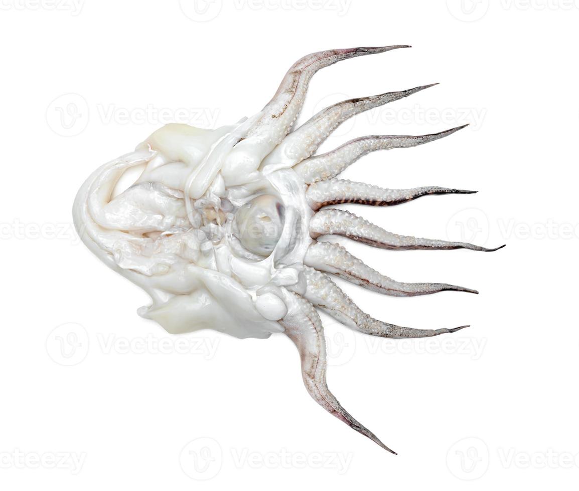 tentacoli di calamaro isolati su sfondo bianco foto