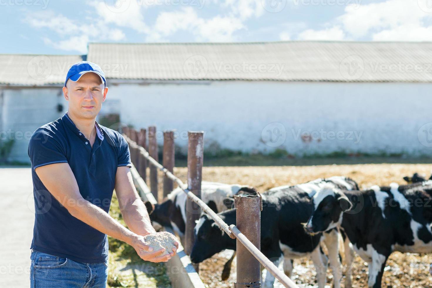 contadino sta lavorando in fattoria con vacche da latte foto