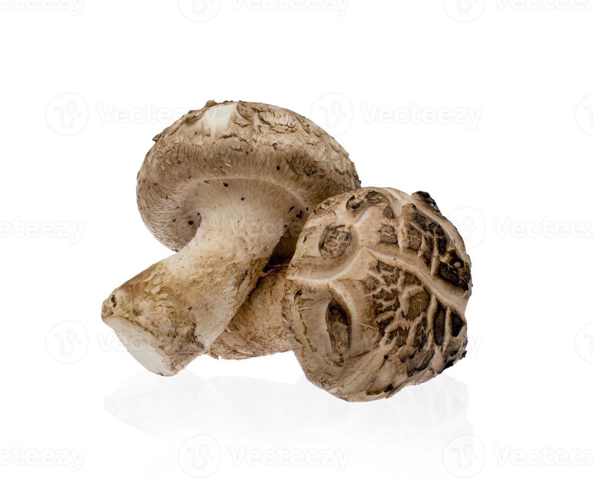 funghi shiitake isolati su sfondo bianco foto