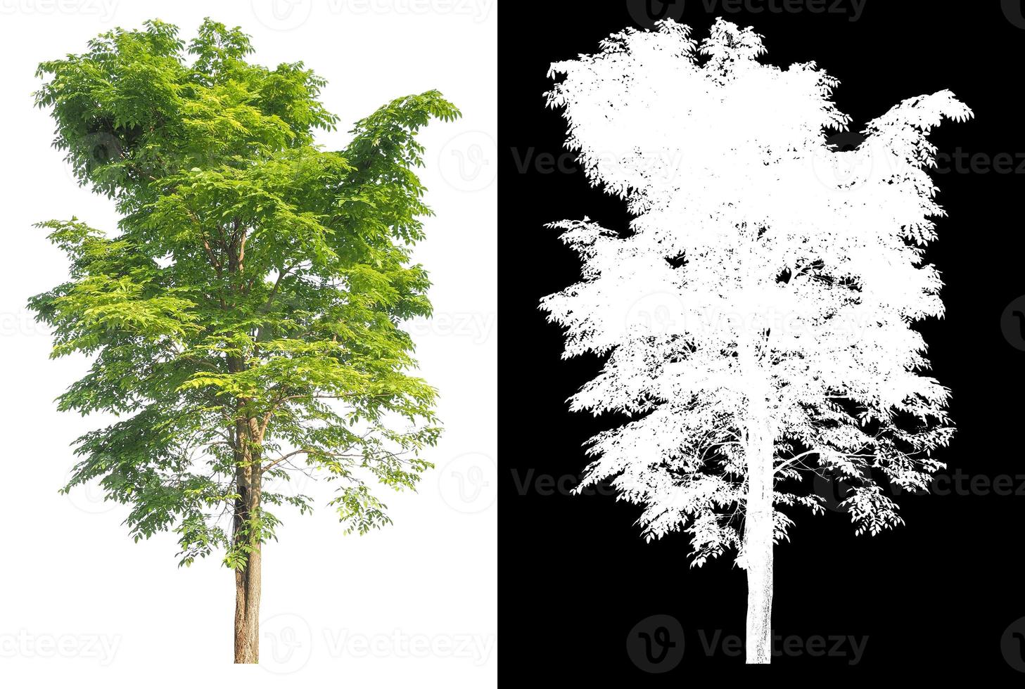 isolato singolo albero su bianca sfondo con ritaglio sentiero e alfa maschera foto