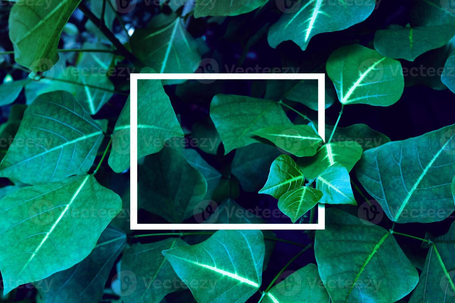 verde le foglie modello con bianca telaio per natura concetto foto