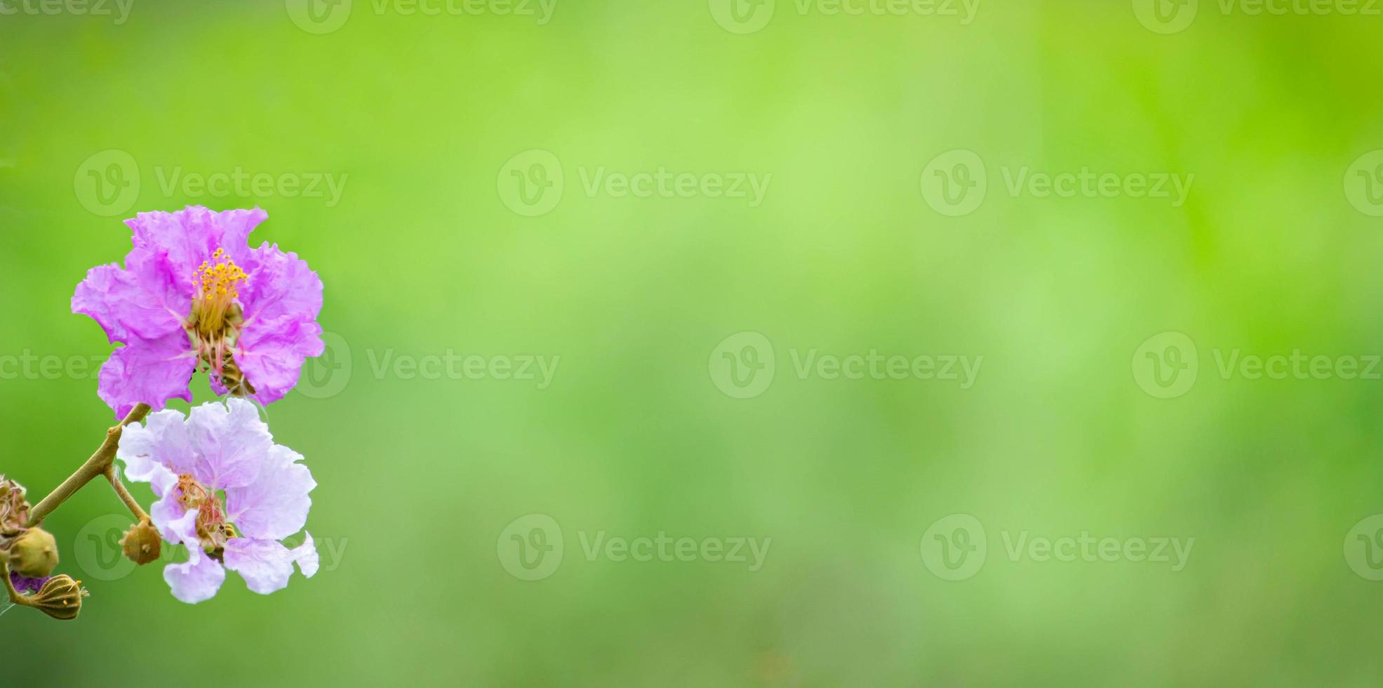 viola fiore natura con verde sfocato sfondo foto