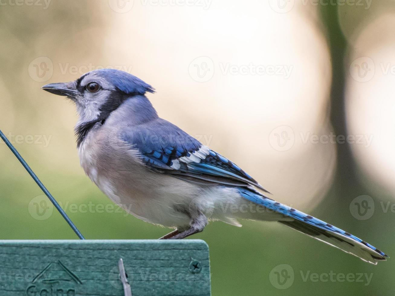 un' bluejay visite un' piattaforma alimentatore nel Texas. foto