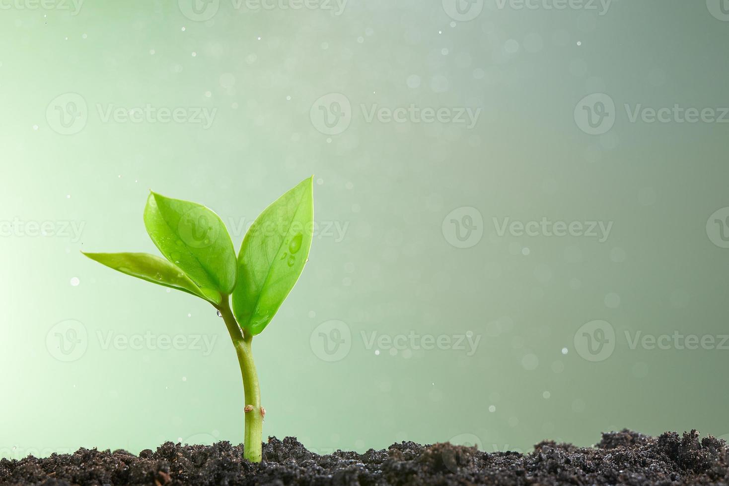 nuovo concetto di vita. un piccolo germoglio verde su fondo verde chiaro. foto