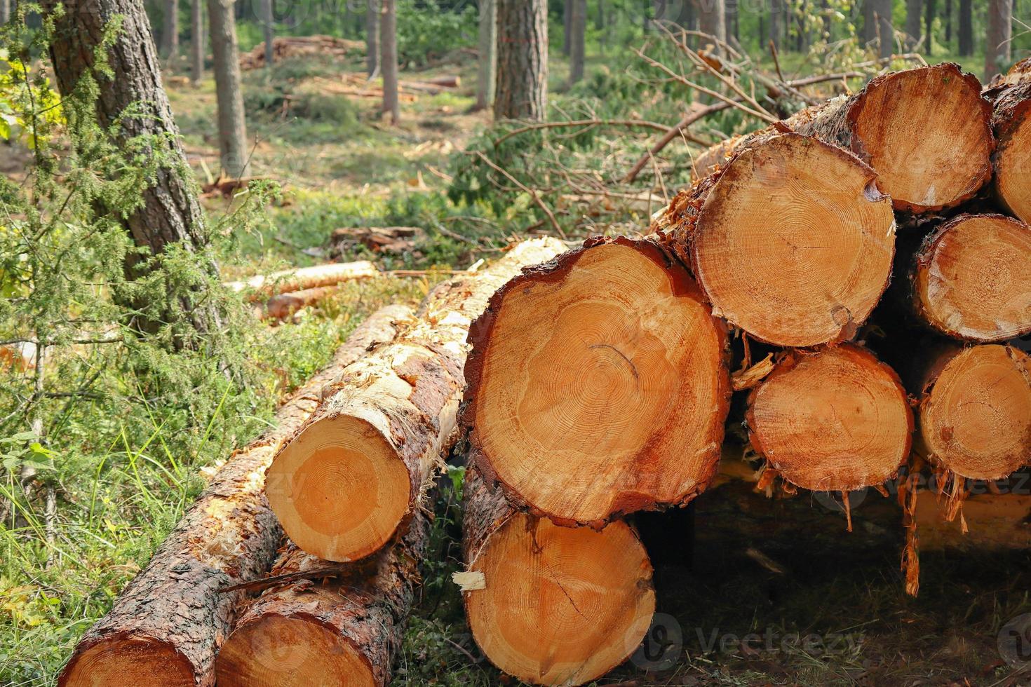 tagliare albero tronchi di vario diametri dire bugie impilati nel un' foresta su verde erba foto