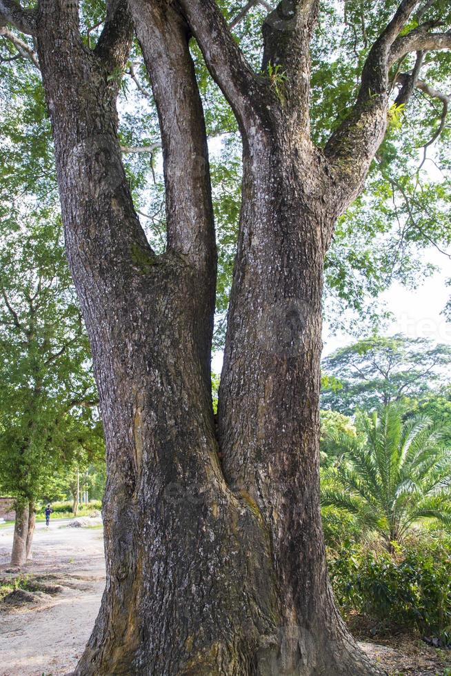 il maggiore albero nel il foresta con un' verdura Visualizza foto