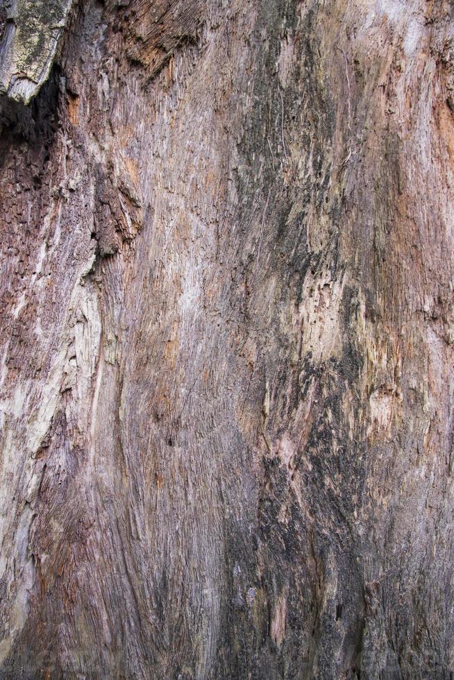 il strutturato sfondo di vecchio morto asciutto grande albero senza abbaiare foto