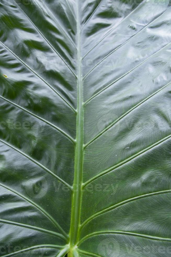 verde alocasia o elefante orecchio naturale struttura sfondo foto