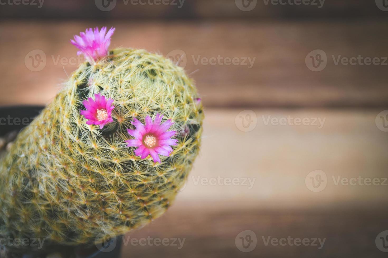 cactus in vaso con fiore. concetto di decorazione di piante domestiche. foto