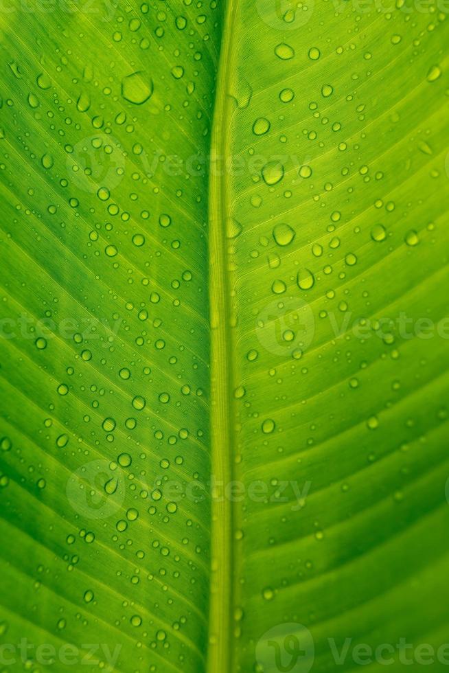 avvicinamento di verde Banana foglia sfondo con dettagli di un' ricoperto di foglie nel acqua goccioline. macro vivace pianta natura organico. astratto verde foglia luce. foto