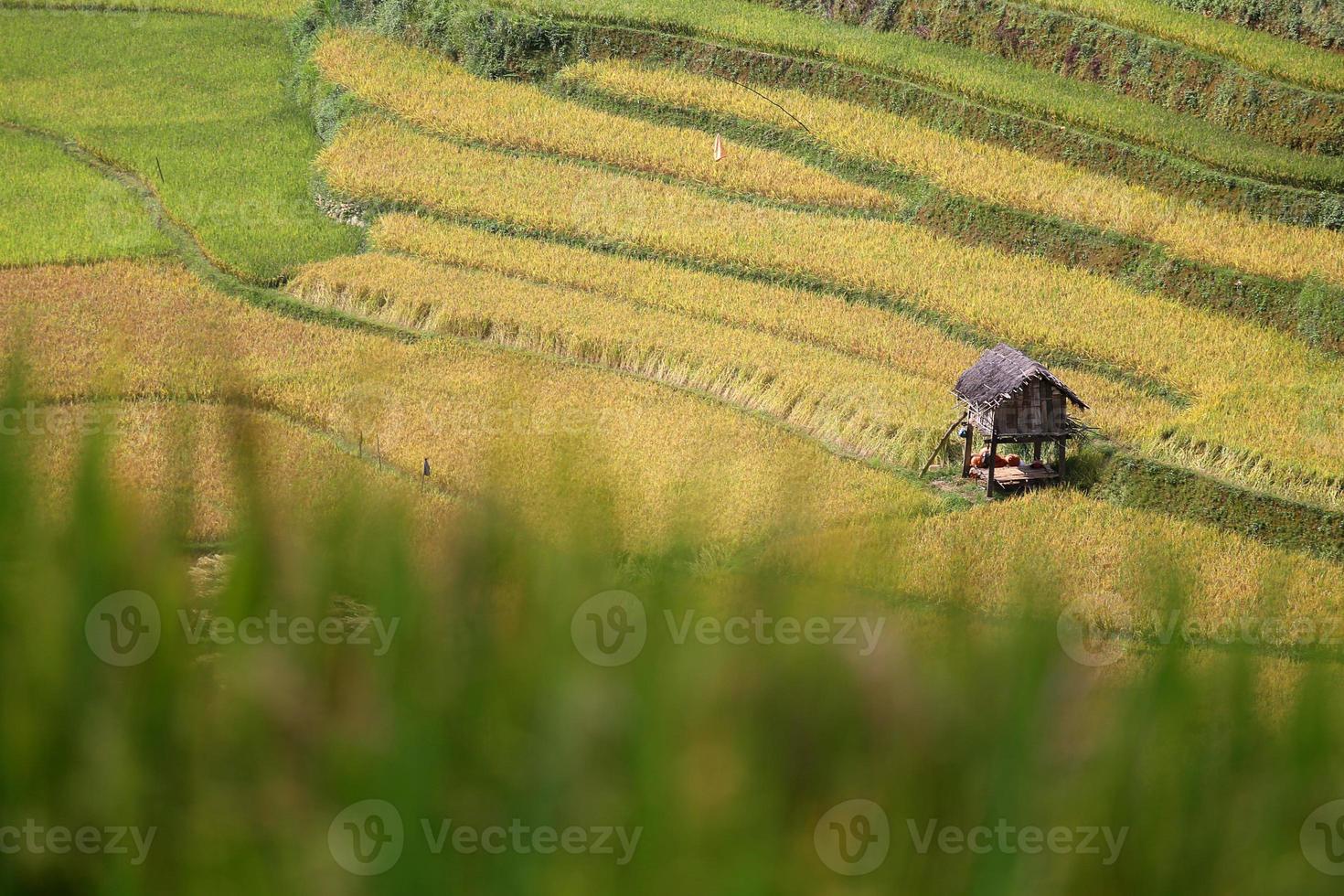 fattoria del riso in vietnam foto