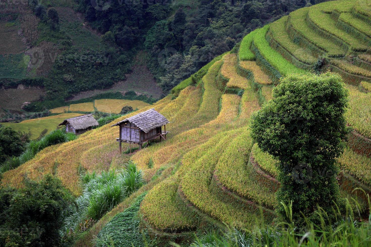 fattoria del riso in vietnam foto