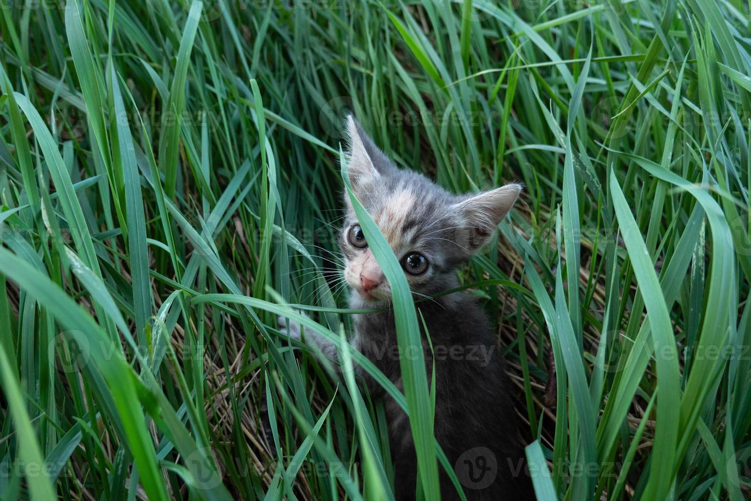 poco con gli occhi grandi gattino nel il verde erba foto