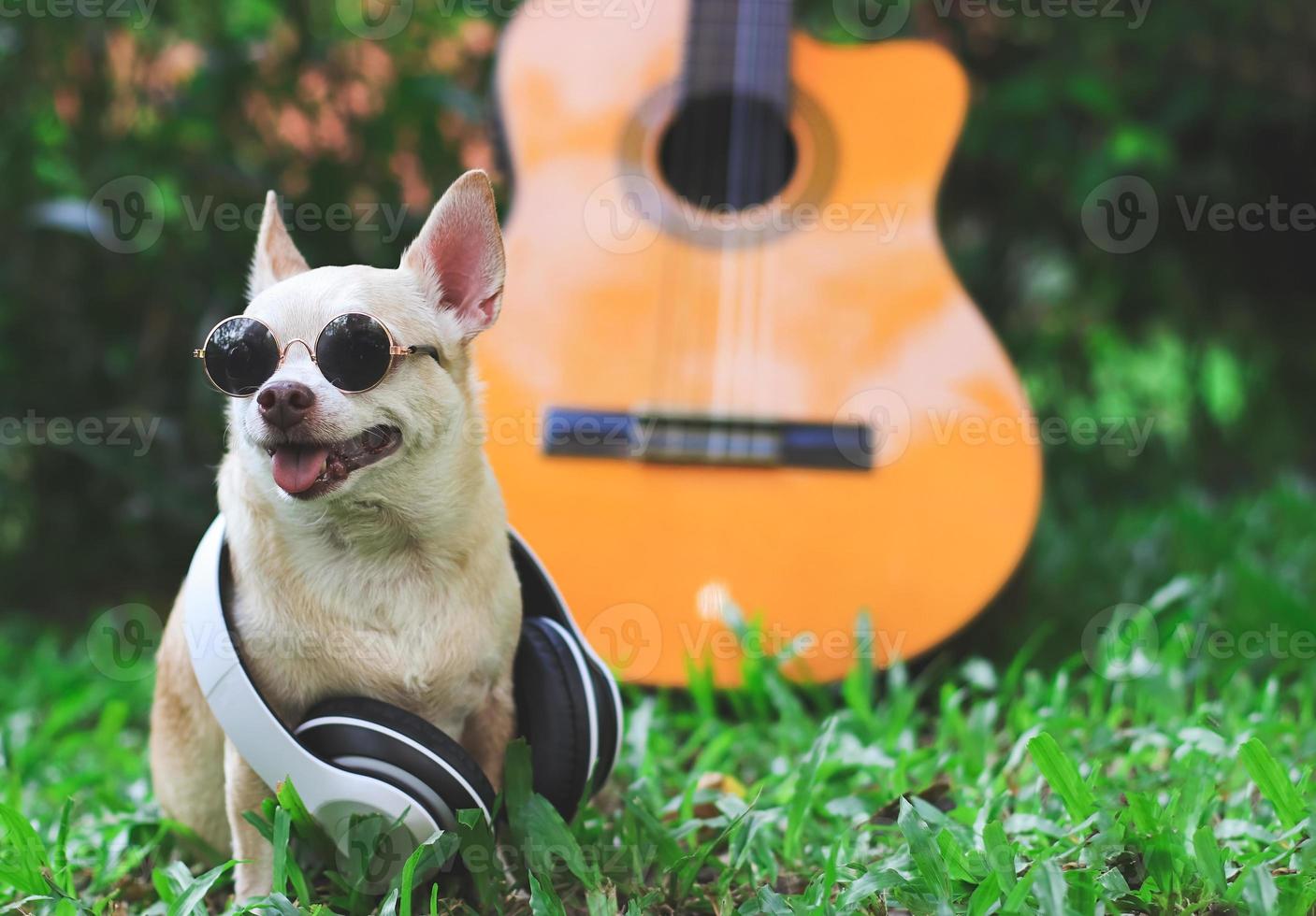Marrone corto capelli chihuahua cane indossare occhiali da sole e cuffie in giro collo, seduto con acustico chitarra su verde erba nel il giardino, sorridente con il suo lingua su foto