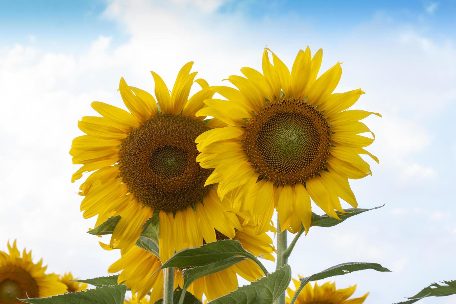 i girasoli stanno fiorendo nel giardino sullo sfondo del cielo limpido. foto