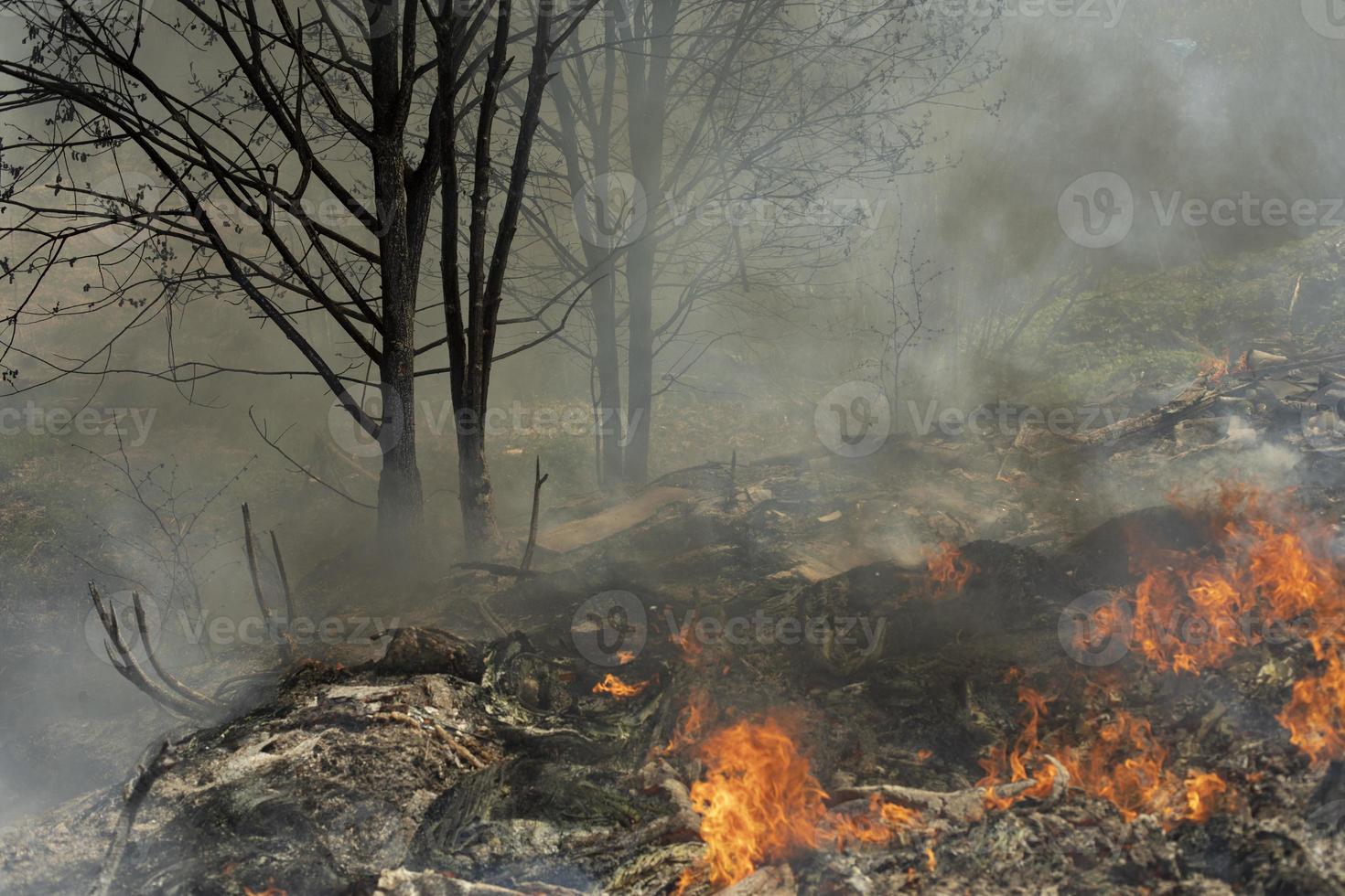 fuoco nel foresta. Fumo e fuoco nel natura. ardente spazzatura. foto