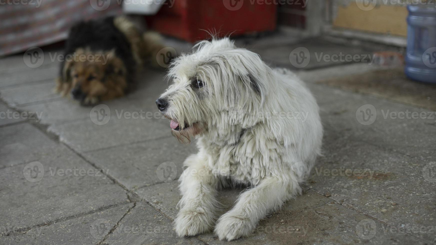 cane con bianca cappotto. animale domestico guardie ✔ porta. foto