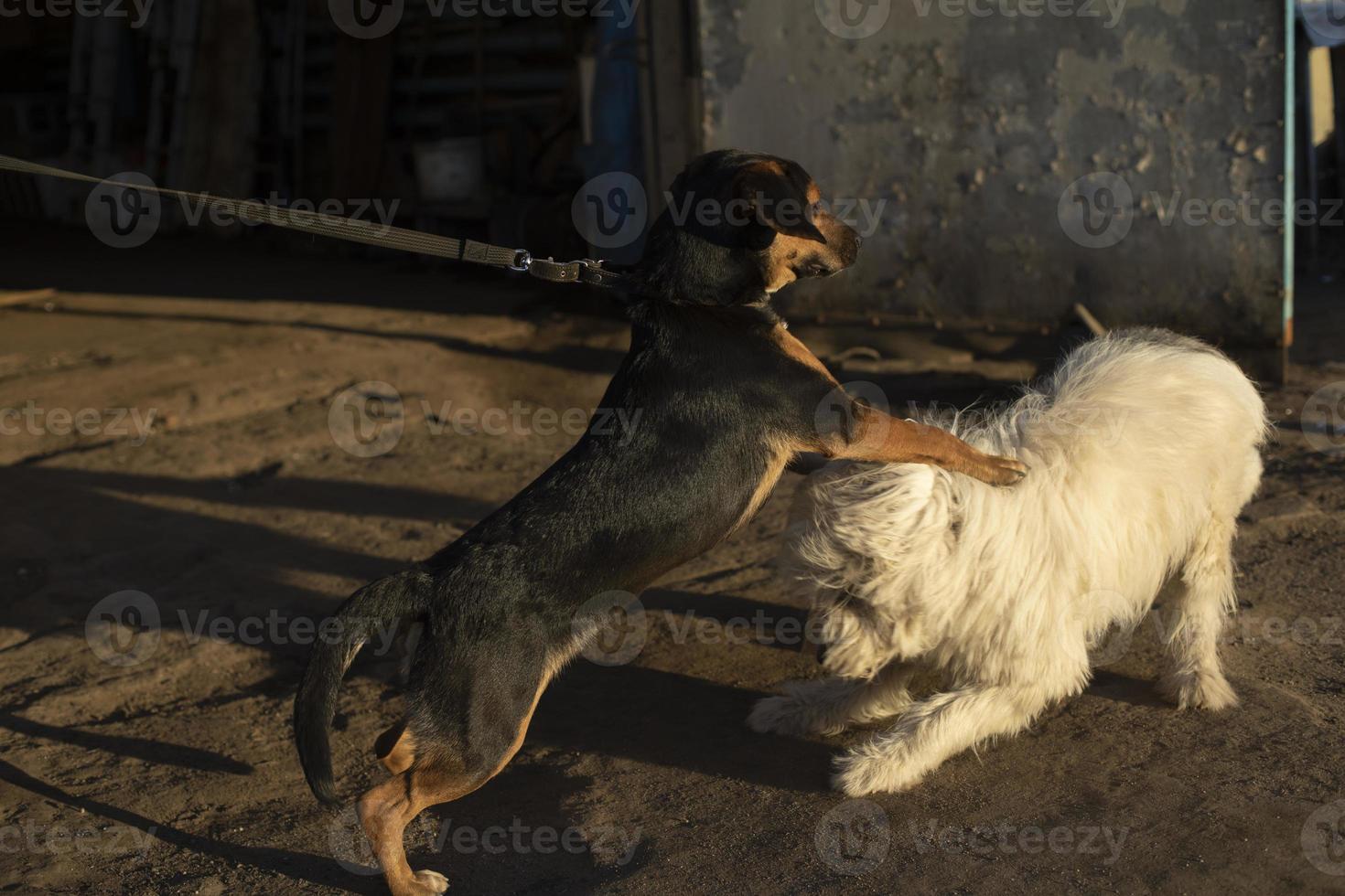 cani giocare fuori. Due animali domestici siamo battagliero. foto