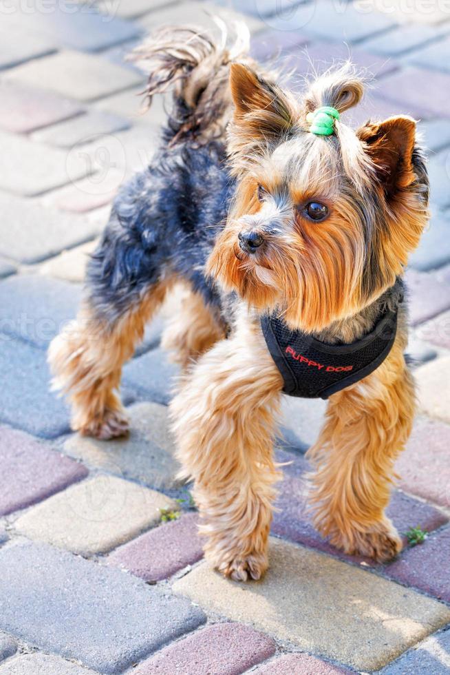 un' carino foto di un' yorkshire terrier cane con un' treccia su il suo testa su un' soleggiato estate giorno. verticale Immagine. copia spazio.