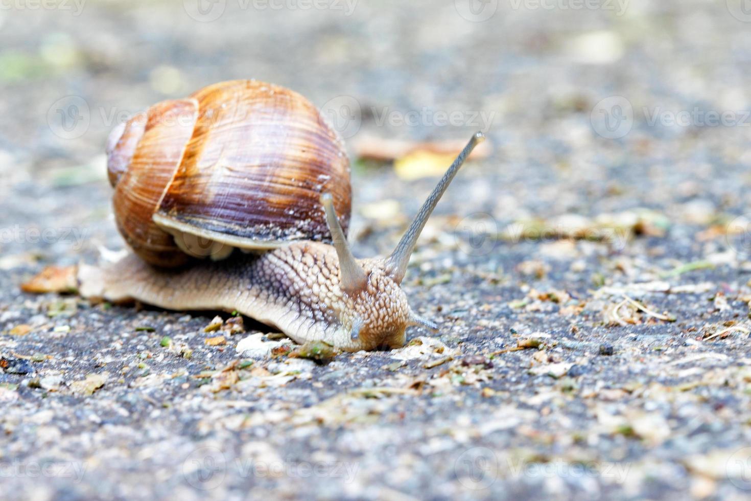 un' grande mollusco lumaca trasporta suo spirale casa su suo Indietro. foto