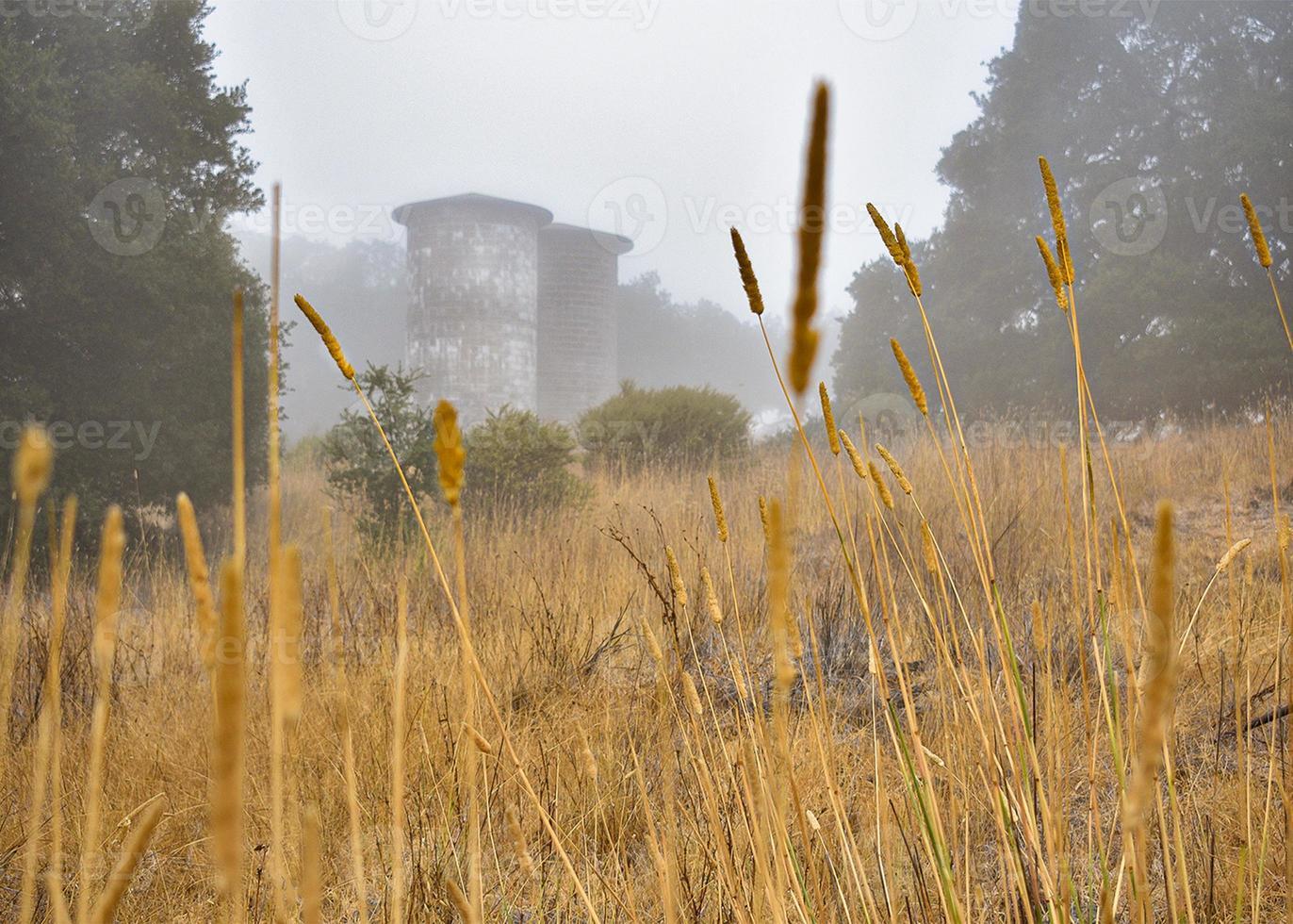 alto d'oro erba nel il nebbia foto