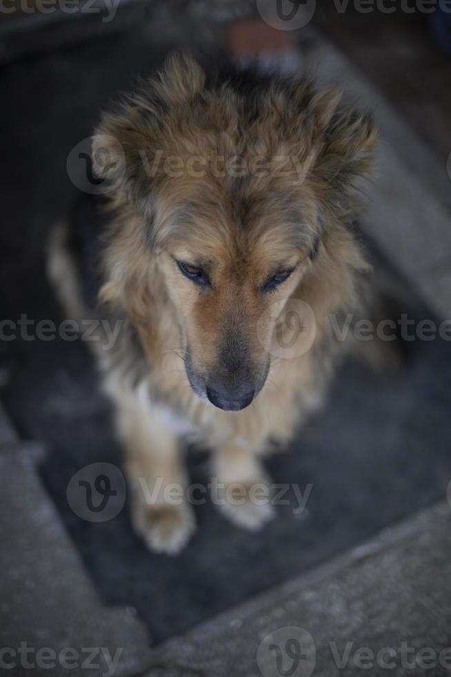 misto razza cane. animale domestico su strada. cane con lana vergine. S foto
