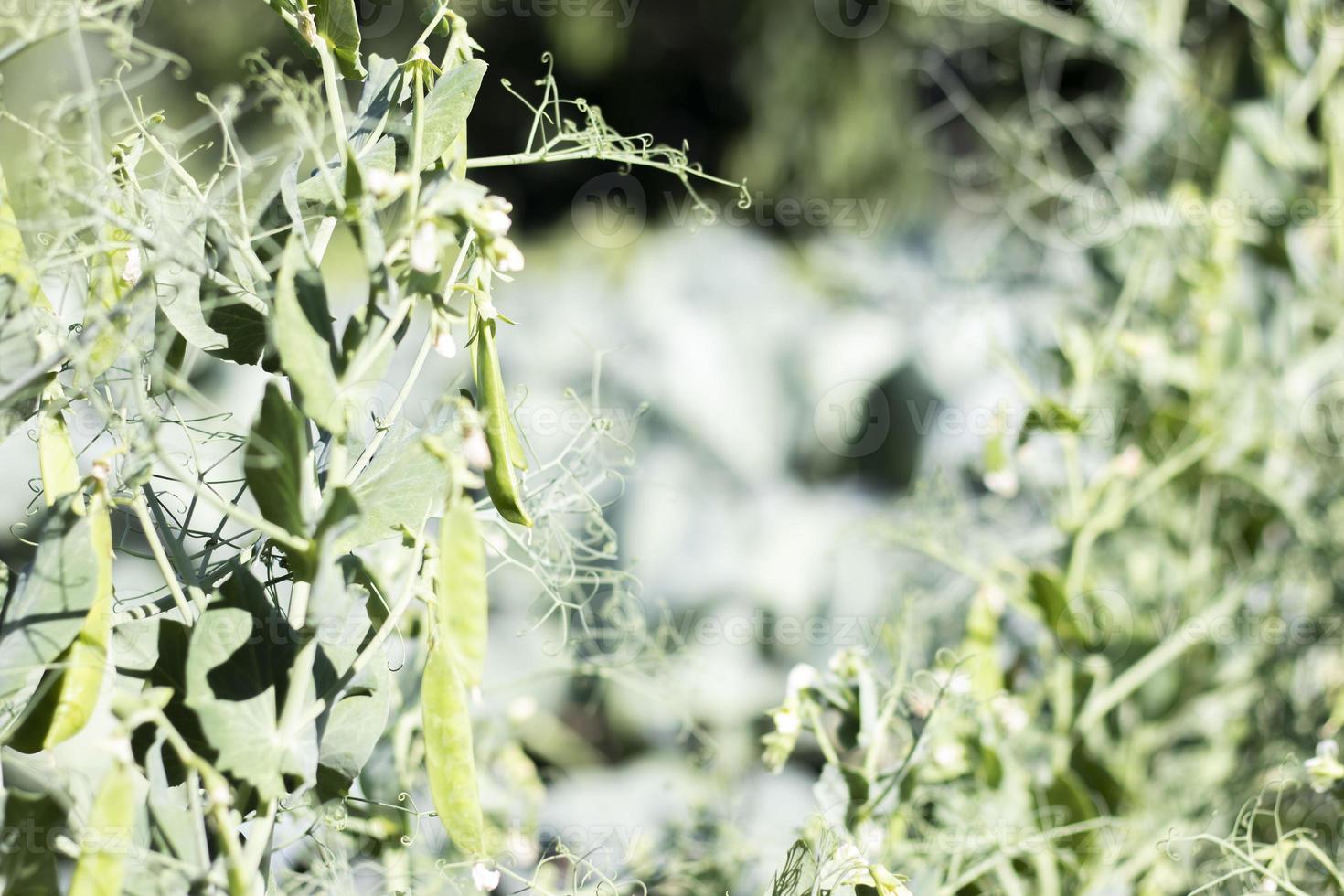 sfocato Immagine di un' giovane pisello pianta con baccelli. zucchero piselli in crescita nel un' estate giardino, verde foglie, ramoscelli e baccelli. biologico giardinaggio. verde pisello pianta nel il giardino. naturale naturale sfondo. foto